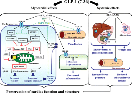 Schematic representation of the proposed pathways by which GLP-1 may ...