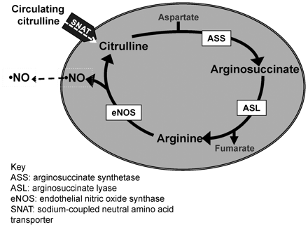Schematic of the citrulline recycling pathway in endothelial cells. Note that there are currently five known SNAT proteins (SNATs 1–5).