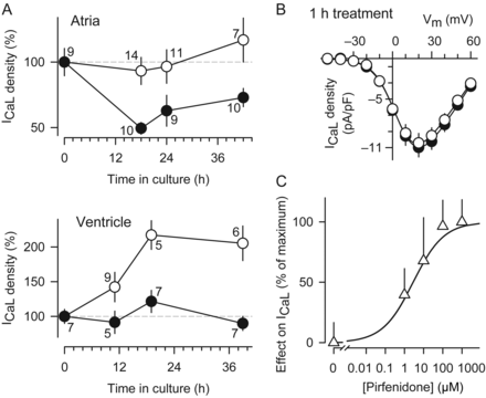 Time course and dose–response of ICaL potentiation. (A) Changes in ICaL as a function of time in culture in either the absence (closed symbols) or the presence (open symbols) of pirfenidone. The absolute value of ICaL in freshly isolated myocytes (i.e. time 0) was −6.7 pA/pF (atria) and −6.8 pA/pF (ventricle). (B) I–V curves obtained from atrial myocytes that were kept in culture 1 day under control conditions, and then either exposed (open symbols, n = 7) or unexposed (closed symbols, n = 7) to pirfenidone during 1 h. (C) Percentage of stimulatory effect on ICaL at different concentrations of pirfenidone. The results were normalized with respect to the maximal increase in current density (∼80%). The treatment with pirfenidone lasted 1–2 days.