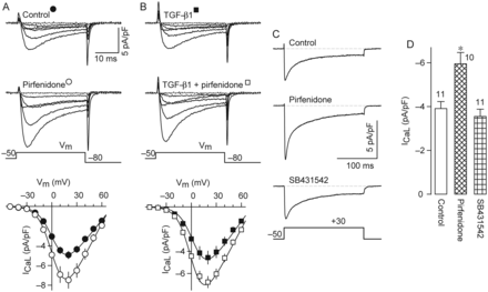 The TGF-β1 signalling is not involved. (A and B) Representative current families of L-channels and corresponding I–V curves (lower plots) that were obtained from myocytes cultured under either control conditions (n = 18) or the presence of 100 nM TGF-β1 (n = 24), pirfenidone (n = 22), or TGF-β1 plus pirfenidone (n = 23). (C) Representative traces of ICaL that were recorded from a control cell and cells cultured in the presence of pirfenidone or a TGF-β1 receptor kinase inhibitor (SB431542, 10 μM). (D) Summary of results obtained from current traces recorded as in (C). *P < 0.005 compared with either control or SB431542.