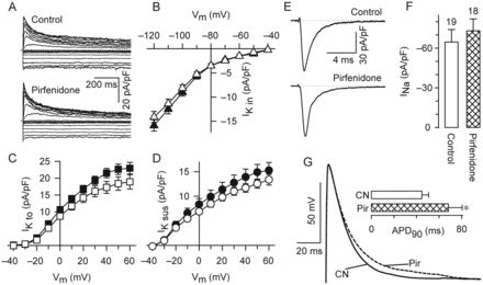 Effects in the atrial AP but not in Na+ and K+ channels. (A) Representative traces of IK. (B–D) Average values of IKin, IKto, and IKsus that were obtained from current traces as in (A). The results were obtained from 53 control (closed symbols) and 40 pirfenidone-treated (open symbols) cells. (E and F) Examples of INa (E) and its corresponding average peak density values (F). (G) Examples of APs that were recorded from control (CN) and pirfenidone-treated (Pir) cells. Inset shows the average values of time to 90% repolarization obtained from a total of 31 myocytes (17 CN and 14 Pir, *P < 0.1).