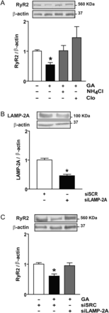 Chaperone-mediated autophagy degrades RyR2 in cardiomyocytes stimulated with geldanamycin (GA). (A) Representative western blot obtained with anti-RyR2 or anti-β-actin from controls, GA, GA plus ammonium chloride (NH4Cl), or chloroquine (Clo) to inhibit lysosomes. Bar graph shows the ratio RyR2/β-actin. (B) Representative western blot against LAMP-2A or β-actin in cardiomyocytes transfected with siRNA for LAMP-2A (siLAMP-2A) or scrambled siRNA (siSCR). Bar graph shows the ratio LAMP-2A/β-actin. (C) Western blot against RyR2 or β-actin obtained in the same cells. Bars show the ratio RyR2/β-actin. Values are mean ± SEM (n = 3–5). *P < 0.05 GA vs. control; siLAMP-2A vs. siSCR; or GA plus siSCR vs. siSCR.