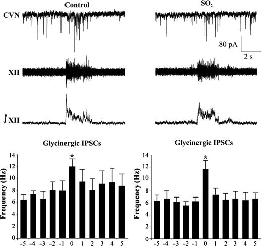 The bursting pattern of the hypoglossal rootlet (XII) was electronically integrated (∫XII) and glycinergic IPSCs were recorded simultaneously in CVNs (top traces). There was a significant increase in IPSC frequency during the inspiratory phase in both conditions; however, there were no differences between control and SO2-exposed animals during either the spontaneous (control, 7.2 ± 1.0 Hz; SO2, 6.1 ± 0.8 Hz) nor inspiratory periods (control, 11.9 ± 1.3 Hz; SO2, 11.6 ± 1.5 Hz), as shown in the histogram (control, n = 4 animals; SO2, n = 5 animals; *P < 0.05).