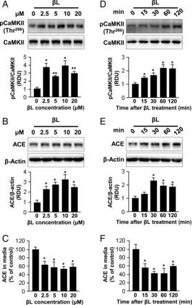 βL increases CaMKII Thr286 phosphorylation and inhibits ACE shedding. RLMVEC-hACE were stimulated with the indicated concentrations of βL for 60 min (A–C) or treated with 20 μmol/L βL for the indicated times (D–F). (A and D) CaMKII phosphorylation was determined by immunoblot analysis with a phosphospecific antibody. Graphical representation of the results of densitometric analysis of phospho-CaMKII relative to total CaMKII is shown below each immunoblot. (B and E) Representative western blots showing changes in ACE protein levels in RLMVEC-hACE. Graphical representation of the results of densitometric analysis of ACE relative to β-actin is shown below each immunoblot. (C and F) The amount of ACE released into the culture media by RLMVEC-hACE was measured by enzyme-linked immunosorbent assay. Representative data from at least three independent experiments are shown. Grouped quantitative data are presented as the means ± SEM. Significance was measured via one-way ANOVA. *P < 0.05; **P < 0.005 vs. control group.
