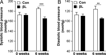 βL reduces blood pressure in SHR. Systolic blood pressure (SBP) (A) and diastolic blood pressure (DBP) (B) were determined by six measurements made under stable heart rate conditions using the tail cuff method, and analysed on the basis of resting SBP. Control group, n = 8; βL group, n = 11. Grouped quantitative data are presented as the means ± SEM. Significance was measured via two-way ANOVA. **P < 0.005; ***P < 0.001 vs. 6 week control group.