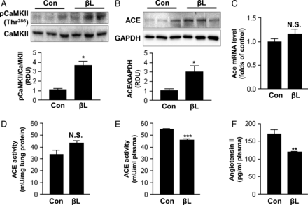 βL-induced CaMKII activation suppresses release of ACE in the lungs of SHR. Lungs from SHR treated with βL for 6 weeks were excised. (A and B) The amounts of CaMKII, phosphorylated CaMKII, ACE, and GAPDH in total lung protein were analysed by western blotting. The graph shows the results of densitometric analysis of phospho-CaMKII relative to total CaMKII and ACE relative to GAPDH. Representative blots from at least three independent experiments are shown. (C) ACE gene expression in lung tissues was analysed by quantitative real-time PCR. Data for the control group was set to a value of 1 and the average fold change is shown. (D and E) Lungs and plasma were analysed for ACE enzymatic activity. ACE activity was measured using Hip-His-Leu as a substrate. (F) Plasma levels of angiotensin II level were measured by enzyme-linked immunosorbent assay. Control group, n = 8; βL group, n = 11. Grouped quantitative data are presented as the means ± SEM. Two-tailed Student's t-test was used to compare the βL group with the control group; **P < 0.005; ***P < 0.001; N.S. = not significant differences.