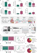 Physiological measurements, experimental workflow, and proteome and phospho...
