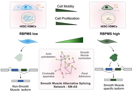 Graphical Abstract