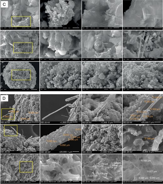 SEM images of (a) uncalcined CQDs, (b) calcined CQDs, (c) calcined CQDs@SnO2 and (d) calcined CQDs@NaVO3