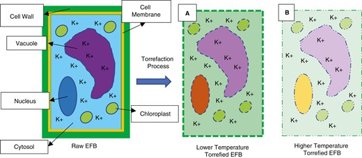 Illustration of plant cell physical changes due to the torrefaction process in EFBs