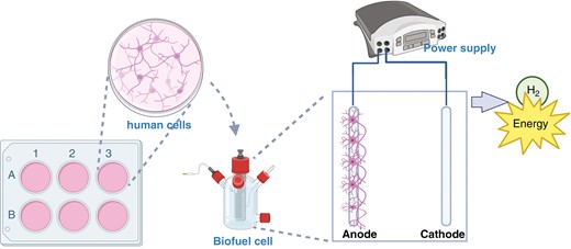 A proposed model for generating hydrogen using human cell lines (created with BioRender.com)