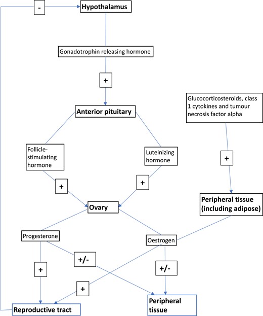 Oestrogen synthesis pathway.1,5,7