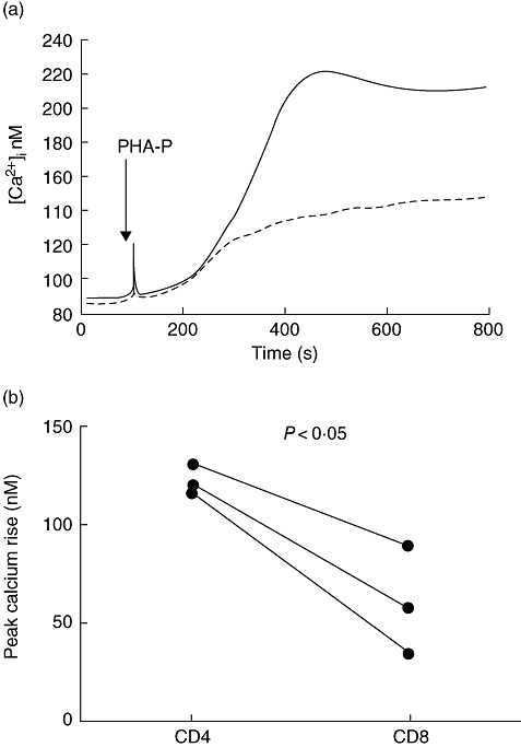 CD8+细胞对植物血凝素（PHA-P）反应的[Ca2+]i信号低于CD4+T细胞。从同一供体新鲜分离的CD4和CD8 T细胞被加载Indo-1，并在荧光计中评估钙对PHA-P的反应。（a） 三个捐赠者之一的CD4+和CD8+T细胞有代表性的反应。（b） 显示了来自三个不同捐赠者的配对数据，并绘制了CD4和CD8 T细胞中PHA-P引起的基线和最大值之间的上升。