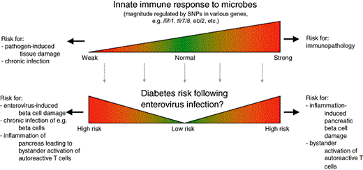 An imbalanced innate immune response may have adverse consequences for the outcome of enterovirus infections and thereby contribute to Type 1 diabetes (T1D) development. During an acute viral infection, the innate immune system plays an important role by limiting early viral replication and spread, thereby allowing the host to mount an adaptive immune response. Although a strong innate immune response may be efficient in limiting viral dissemination and damage, it may also contribute to unwanted tissue damage. A weak response may favour viral replication and spread and thereby also tissue damage. Numerous gene loci associated with risk for T1D development contain gene candidates involved in the innate immune response. While it remains unclear how these different gene versions are involved in the disease process, some are likely to affect the response to an enterovirus infection.