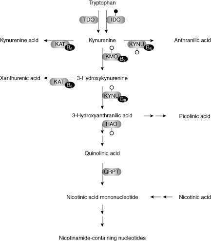 The kynurenine pathway of tryptophan metabolism. Tryptophan is an essential amino acid obtained through the diet. Tryptophan metabolism is initiated by cleavage of the indole-ring catalyzed by either tryptophan dioxygenase (TDO) or indoleamine 2,3-dioxygenase (IDO). TDO resides primarily in the liver and is induced by tryptophan and corticosteroids, whereas IDO is an extrahepatic enzyme induced by cytokines, mainly interferon (IFN)-γ, as indicated by the attached filled circle. Other enzymes of the kynurenine pathway are probably also induced by cytokines, as indicated by the attached open circles. AMO: anthranilate monooxygenase; HAO: hydroxyanthranilate dioxygenase; KAT: kynurenine aminotransferase; KMO: kynurenine monooxygenase; KYNU: kynureninase; QRPT: quinolinate phosphoribosyl transferase.