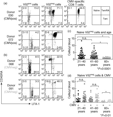 Effect of cytomegalovirus (CMV) carriage on naive and memory cell composition of γδ T cell subsets. Peripheral blood mononuclear cells (PBMC) were stained with T cell receptor (TCR)-γδ, Vδ2, lymphocyte function-associated antigen 1 (LFA-1) and CD45RA monoclonal antibody (mAb). Flow cytometry plots show LFA-1 (x-axes) versus CD45RA (y-axes) staining of Vδ2pos and Vδ2neg γδ T cell subsets in two CMV-seropositive donors (a) and two CMV-seronegative donors (b). Staining is shown on a logarithmic scale from 100 to 104 arbitrary units. LFA-1 versus CD45RA staining is also shown for CMV epitope-specific CD8+ T cells for one of the two CMV-seropositive donors by gating on human leucocyte antigen (HLA)-A1 (VTE) tetramer binding CD8+ T cells. Values indicate percentage of gated cells in each quadrant. Absolute numbers of naive Vδ2neg γδ T cells were also compared between age groups (c) and between CMV-seropositive and CMV-seronegative (marked as + and – on x-axis, respectively) donors (d).