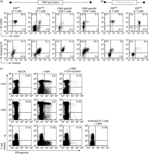 Vδ2neg γδ T-cells share effector memory phenotype, but not ex-vivo effector function, with cytomegalovirus (CMV)-specific αβ T cells. Flow cytometry plots of CD27 versus CD28 and perforin versus granzyme B staining of gated cells from peripheral blood mononuclear cells (PBMC) of one CMV-seropositive (a) and one CMV-seronegative donor (b). The events shown are gated on T cell subsets indicated above each column of plots. For CMV-specific αβ T cells, events are gated on CMV tetramer (A1-VTE) binding CD8+ T cells and ex-vivo interferon (IFN)-γ-producing CD4+ T cells after 6 h stimulation with CMV lysate at 37°C. Effector function was tested by measuring cytokine production by different T cell subsets, including enriched γδ T cells (after depletion of αβ T cells), after co-incubation with partially human leucocyte antigen (HLA)-matched CMV-infected fibroblasts (c). Assays were carried out in the presence or absence of anti-T cell receptor (TCR)-αβ blocking antibodies. Plots are representative of four independent experiments. Stimulations with phorbol myristate acetate (PMA)/ionomycin were performed (not shown) to verify functional integrity of the different cell types in each experiment.
