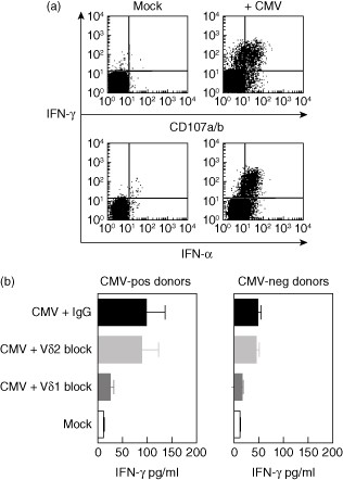 Recognition of virus-infected target cells by Vδ2neg γδ T cells. In-vitro expanded γδ T cell lines tested for the ability to recognize cytomegalovirus (CMV)-infected (AD169 strain) human fibroblasts. Representative flow cytometry plots showing cytokine secretion and degranulation against CMV-infected targets from a CMV-seropositive donor (a). γδ T cell lines were also tested by interferon (IFN)-γ enzyme-linked immunosorbent assay (ELISA) after overnight incubation with CMV-infected stimulators (b). Data are pooled from independent experiments with T cell lines generated from three different CMV-seropositive and CMV-seronegative donors. Mock-infected targets were used as controls with anti-Vδ1, anti-Vδ2 and mouse immunoglobulin (Ig)G antibodies used to block recognition.