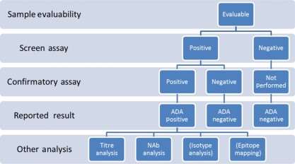 Typical tiered testing scheme for anti-drug antibody (ADA) testing and characterization. In the first tier, all evaluable samples are run in the screen assay. Samples that score positive in the screen assay are then analysed in a confirmatory assay (tier 2). Samples that score positive in the screen and confirmatory assay are reported as positive, while samples that score negative in either the screen or confirmatory assay are reported as negative. Further tiered testing of positive samples frequently includes analysis of titres and neutralizing activity. In some cases, isotype analysis or epitope mapping may also be performed.
