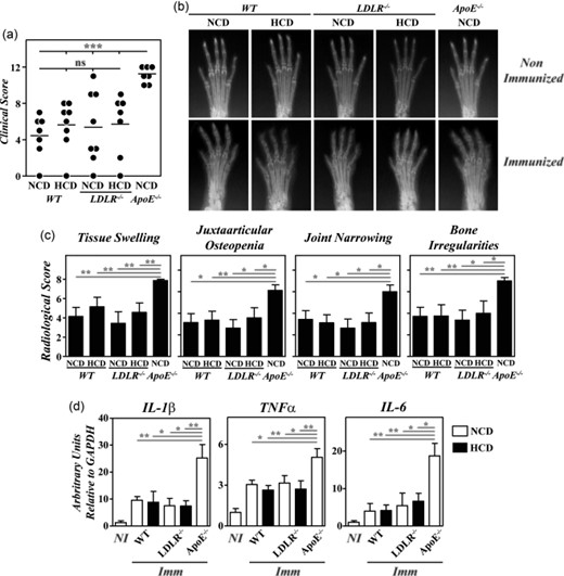 Lack of exacerbation of collagen type II-induced arthritis (CIA) in B10.RIII. low-density lipoprotein receptor (LDLR–/–) mice; 8–12-week-old B10.RIII.wild-type (WT), B10.RIII.LDLR–/– and B10.RIII.apolipoprotein E (ApoE–/–) mice fed with a normal chow diet (NCD) or an atherogenic hypercholesterolaemic diet (HCD) were immunized with collagen type II-complete Freund's adjuvant (col II-CFA). (a) Clinical severity of CIA in individual mice 8 weeks after immunization with col II. Bars represent the mean values. (b) Representative radiological images of the front paws from mice before immunization with col II and 8 weeks afterwards. (c) Severity score of individual radiological signs, expressed as the mean ± standard deviation (n = 6–8 mice/group) 8 weeks after immunization. Bars represent the mean values. Results from (a) to (c) are representative of three independent experiments. (d) Expression of interleukin (IL)-1β, tumour necrosis factor (TNF)-α and IL-6 mRNAs by reverse transcription–quantitative polymerase chain reaction (RT–qPCR) in the paws of the mice fed with NCD (open bars) or HCD (closed bars) 8 weeks after (Imm) immunization with col II. For each cytokine analysis, a mixed group of non-immunized (NI) mice is included for comparison. Representative results from one of three independent experiments (five to nine animals/group) are expressed as mean ± standard deviation fold change of each cytokine relative to glyceraldehyde 3-phosphate dehydrogenase (GAPDH) expression measured in parallel in each sample. Statistical differences are indicated as follows: n.s. = non-significant; *P < 0·05; **P < 0·01; ***P < 0·005.
