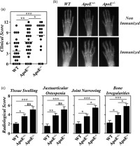 Our study shows that the levels of ApoE in sera determine the severity of collagen type II-induced arthritis (CIA) in mice. The intensity of CIA is also modulated by the levels of circulating colesterol. This study highlights the importance of these factors as potential relevant targets for the control of autoimmune disorders.