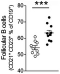 “The rheumatic autoantigen Ro52/TRIM21 regulates B cell homeostasis in a B cell receptor-dependent manner. Loss of TRIM21 results in increased B cell proliferation, antibody production, and follicular B cell differentiation. The role of TRIM21 in B cells offers a link between autoantigen and disease.”