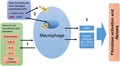 We investigate the immunological basis of systemic sclerosis in this review article. Evidence points to a key role of both the innate and the adaptive immune system in driving the pathology. Drugs targeting these pathways could be novel therapeutics in systemic sclerosis.