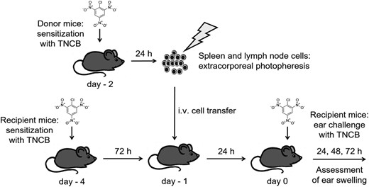 Scheme of experimentalin-vivomodel for contact hypersensitivity (CHS) and extracorporeal photopheresis (ECP). The spleen and lymph node cells were obtained from 2-chloro-1,3,5-trinitrobenzene (TNCB)-sensitized donor mice and irradiated with ultraviolet A (UVA) light in the presence of 8-methoxypsoralen (8-MOP) (extracorporeal photopheresis). The ECP-treated cells were injected intravenously (i.v.) into recipient animals which had been TNCB-sensitized 3 days previously. Twenty-four h after cell transfer, the sensitized mice were challenged by application of TNCB on both ears. As a measure of the degree of CHS, mean ear thickness immediately before and 24, 48 and 72 h after challenge was assessed.