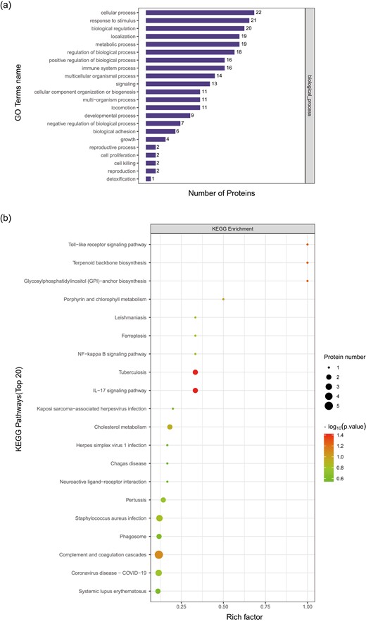 Protein GO enrichment in PD-1-R vs. PD-1-NR based on biological process which involved in immune system processes (a). KEGG pathway analysis in PD-1-R vs. PD-1-NR of proteins in Toll−like receptor signaling pathway, NF−kappa B signaling pathway, and IL-17 signaling pathway (b).