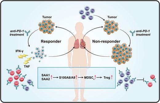 Schematic diagram of the potential mechanism of the increased protein expression (SAA1, SAA2, S100A8, and S100A9) determine the efficacy of anti-PD-1 treatment.