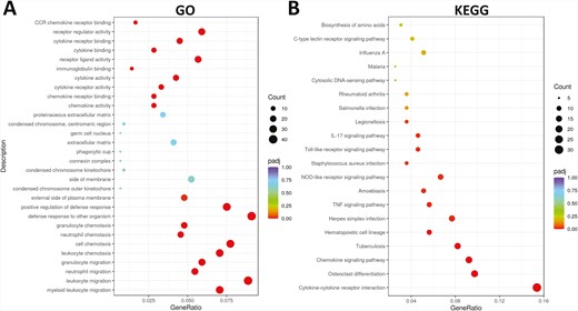 dot plot of pathways differentially represented in the RNAseq analyses between control vehicle and O1821 (30 mg/kg/day). (A) GO pathways and (B) KEG processes differentially expressed.