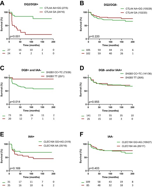 impact of CTLA4, SH2B3, and CLEC16A on the progression from 1 to ≥2 autoAbs in first-degree relatives of T1D patients. Kaplan-Meier survival curves for relatives with or without genotype CTLA4 GA (a and b), SH2B3 TT (c and d) and CLEC16A AA (e and f). Strata are indicated above the graphs; they correspond to subpopulations of FDRs with (left panels) or without (right panels): (a and b) HLA DQ2+/DQ8+ (DQ2/DQ8+); (c and d) HLA-DQ8+ and no IAA as first autoAb (DQ8+ and IAA−); (e and f) IAA as first autoAb (IAA+). P values (P) of log rank tests are presented and numbers of individuals at risk indicated below the time-axis. For each arm the genotype and number (cases/events) are shown above the graph.