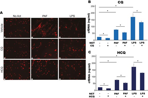 CQ and HCQ inhibit NETs induced with various NET activators. (a) Murine neutrophils were isolated from bone marrow using density gradient centrifugation, pre-treated with vehicle, CQ (1 mM), or HCQ (1 mM) then stimulated to form NETs with either PAF (50 µM) or LPS (10 µg/ml) for 2 h. DNA was stained with Hoechst (red) to visualize extracellular DNA and images were obtained to visualize NET structures at 20× using a Zeiss microscope. Both CQ and HCQ led to a subjective decrease in visualized extracellular DNA, consistent with reduced NET formation. (b and c) NET formation was quantified by measuring cf-DNA released into the supernatant with QuantiT Pico Green kit per the manufacturer’s protocol. CQ and HCQ led to a significant reduction in cf-DNA in both PAF and LPS-induced NET assays.*P value < 0.05.