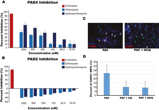 CQ and HCQ inhibits PAD4 in a dose-dependent manner. (a) PAD4 inhibition was measured through Cayman Chemical PAD4 Inhibitor Screening Assay Kit (Ammonia) per manufacturer’s instructions after treatment with positive control, Cl-Amidine, CQ, or HCQ at the concentrations indicated, demonstrating dose-dependent inhibition of PAD4 for both compounds. (b) Measurement of PAD2 inhibition through Cayman Chemical PAD2 Inhibitor Screening Assay Kit after treatment with Cl-Amidine, CQ, and HCQ showing lack of PAD2 inhibition with CQ and HCQ. (c) NETs were stained with Hoechst for DNA (Blue) and CitH3 (Red, anti-citrullinated histone 3 with an anti-rabbit secondary conjugated to FITC) after stimulation with PAF with and without treatment of hydroxychloroquine or chloroquine and a representative image is shown. CitH3 positive NETs are marked with white arrows and CitH3 negative NETs with green arrows. These findings demonstrated a reduction in CitH3 in HCQ/CQ-treated neutrophils. (d) Quantification of 9 wells from each treatment measuring CitH3 positive NETs.