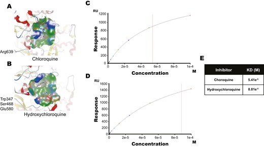 Binding of CQ and HCQ to the PAD 4 enzyme. (a and b) Predicted binding sites of CQ (a) and HCQ (b) through computational docking studies (1 WDA.pdb). CQ is predicted to bind to amino acid residue Arg639 and HCQ to Trp347, Ser468, and Glu580 in PAD4. (c–e) SPR analysis determining binding potential of CQ (c) and HCQ (d) to PAD4 with KD values at 54.1 µM, and 88.1 µM respectively (e).