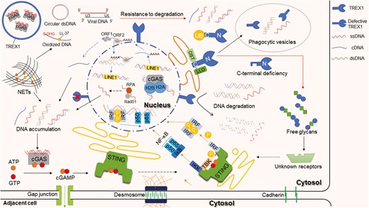 TREX1 functions and the aberrant DNAs in the cytosol trigger signal pathways. The N-terminal of TREX1 is responsible for degrading DNA, including ssDNA and dsDNA. The C-terminal engages in protein localization and can be regulated by ubiquitination. It interacts with ubiquitin (UB) and recruits TREX1 and cytosolic DNA into vesicles. The C-terminal also interacts with OST and co-glycosylates the LLO. The cytosolic DNA is mainly derived from abnormal DNA replication in the nucleus, cell death, and endogenous retroelements. For example, ssDNA-binding proteins RPA and Rad51 deficiency lead to the accumulation of ssDNA; NETs released from neutrophils contain DNA scaffolds that come from the nucleus and/or mitochondria; non-LTR retroelement LINE-1 retrotransposition produces ssDNA. The DNA sensor cGAS directly binds cytosolic dsDNA and catalyzes the synthesis of cGAMP, which then stimulates the downstream STING-TBK1-IRF3 and STING-IKK-NFκB pathways. cGAMP can transfer to adjacent cells through gap junctions. There are some mechanisms of resistance to TREX1, including cGAS-DNA phase separation, DNA oxidation, circular DNA, and HIV DNA formation