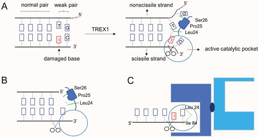 Patterns of DNA degradation by TREX1. (A) An adenine at the 3ʹ-end of dsDNA is damaged by irradiation; TREX1 disassembles the wake pair and cuts the damaged end; (B) TREX1 cuts off the redundant nucleotides at 3ʹ-end of dsDNA; (C) ssDNA inserts its aberrant 3ʹ-end into the catalytic domain of TREX1