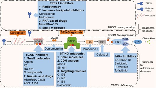 Potential treatments for TREX1-associated diseases. The blue callouts represent inhibition, and the orange callouts represent promotion. For tumors with TREX1 overexpression, therapies that inhibit TREX1 gene or protein expression and activate STING-related anti-tumor immune responses are recommended. For tumors with low TREX1 expression, treatment mainly activates the anti-tumor immunity. For autoimmune diseases, drugs targeting the cGAS-STING-TBK-IRF pathway and the JAK-STAT pathway have been found effective in experiments