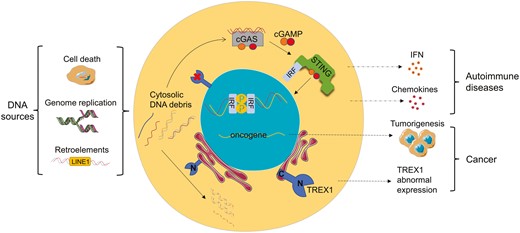 Graphical Abstract