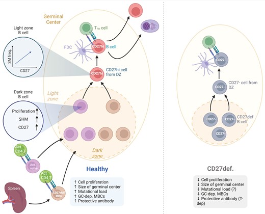 Graphical Abstract