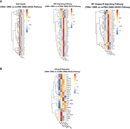 Heat maps generated by KEGG pathway and WikiPathway analysis identify specific transcripts related to narsoplimab control of MVEC activation and injury induced by TA-TMA patient plasmas. A. MVEC cultures were exposed to pooled acute TA-TMA patient plasmas in the presence and absence of narsoplimab (10 µg/ml) and RNAseq analysis performed as described in the text. KEGG pathway analysis highlighted genes involved in control of cell cycle, TNF signaling, and NFκB signaling. (“OMS” refers to narsoplimab, originally known as OMS721.) B. Further analysis of RNAs isolated from these cultures using WikiPathway illustrate changes in complement and MHC-I and -II transcripts.