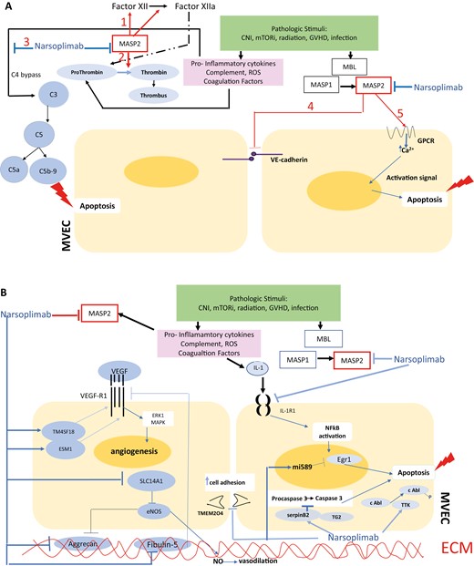 Graphic model of TA-TMA pathogenesis in terms of potential sites of intervention with the anti-MASP2 mAb narsoplimab. Proposed model for interacting cascades of complement, coagulation, pro-inflammatory and pro-apoptotic responses to microvascular endothelial cell injury leading to a TMA in the setting of an alloHSCT. Putative points of intervention by narsoplimab are indicated. A. Pathways for intervention with narsoplimab based on MASP2 interactions documented in the literature. As detailed in the text, a variety of EC modeling systems show that MASP2 can: amplify coagulation cascades via factor XII and prothrombin (Pathways 1 and 2); amplify the alterative pathway of complement through C4 bypass, leading to pro-inflammatory (C5a-based) conditions and EC apoptosis (C5b-9-based) (Pathway 3); facilitate endothelial permeability via disruption of VE-cadherin (Pathway 4); and elevate intracellular calcium-based signaling via GPCR, with resultant apoptotic signals (Pathway 5). B. Pathways for intervention with narsoplimab based on our RNAseq data.