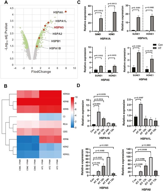 Hyperthermia upregulates the expression of Hsps. (A) A volcano plot showed the differentially expressed genes in tumors with or without heat therapy using the data set GSE75127. Hsps were significantly upregulated. (B) SUNE1 cells were cultured at 37°C (con) or 43°C (hyperthermia heat therapy, HT) with 5% CO2 in a humidified incubator for 2 h. Cells were collected for microarray analysis (PRJNA851792) and heatmap showed the expression levels of Hsps, RELA, and C3. (C) SUNE1 and HONE1 cells were cultured at 37°C (con) or 43°C (hyperthermia heat therapy, HT) with 5% CO2 in a humidified incubator for 3 h. The relative mRNA expression levels of HSPA1A, HSPA1L, HSPA5, and HSPA8 were analyzed by reverse transcription-qPCR. (D) SUNE1 cells were inoculated into nude mice to establish the NPC xenograft tumor model. SUNE1 tumor-bearing mice underwent heat therapy with 43°C water bath and tumor samples were collected at different time points post-HT for mRNA analysis of HSPA1A, HSPA1L, HSPA5, and HSPA8. *P < 0.05, **P < 0.01, ***P < 0.001.