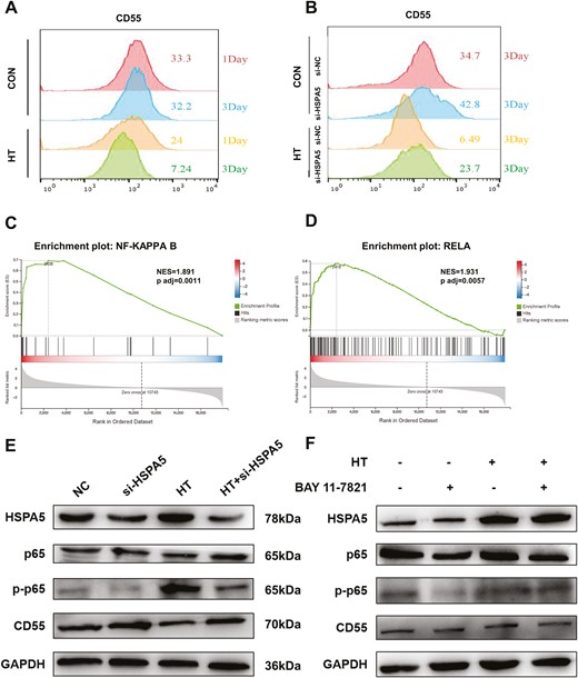 Hyperthermia downregulates CD55 expression via HSPA5/p65 signaling to activate complement cascade. (A) HONE1 cells were cultured at 37°C or 43°C HT for 1 day or 3 days. The surface expression of CD55 was analyzed by flow cytometry in HONE1 cells. (B) SUNE1 cells transfected with si-NC or si-HSPA5 were cultured at 37°C or 43°C HT for 1 day or 3 days. The surface expression of CD55 was analyzed by flow cytometry in HONE1 cells. (C, D) GSEA was performed using RNA-seq data of HONE1 cells treated with or without HT to identify the gene set enrichment. (E) HONE1 cells were cultured at 37°C or 43°C HT for 1 day, with or without HSPA5 knockdown. The protein expression of HSPA5, p65, phosphorylation of p65 (p-p65), CD55, and GAPDH was analyzed by western blot. (F) HONE1 cells were cultured at 37°C or 43°C HT for 1 day, with or without p65 inhibitor BAY-11-7821 treatment. The protein expression of HSPA5, p65, phosphorylation of p65 (p-p65), CD55, and GAPDH was analyzed by western blot.