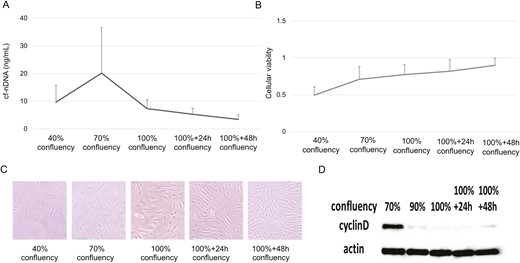 cf-nDNA levels, cellular viability, and cyclin D expression in fibroblast-like synovial cells. (A) cf-nDNA levels at various confluencies. Results were expressed as the mean ± SEM; n = 3. (B) Cellular viability at various confluencies. Results were expressed as the mean ± SEM; n = 3. (C) Fibroblast-like synovial cells at various confluencies. (D) Cyclin D protein levels