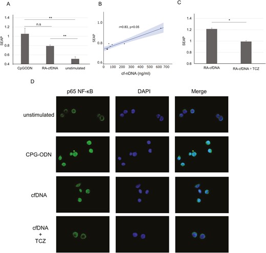 Tocilizumab inhibits cfDNA-induced TLR-9-NF-κB pathway activation. (A) Secreted embryonic alkaline phosphatase (SEAP) released from HEK-293 Blue hTLR9 cells stimulated with CpG-ODN or cfDNA, n = 8. (B) Correlation between SEAP levels and cf-nDNA concentration. Straight line: regression line, grey area: 95% confidence interval, Spearman’s rank correlation coefficient. (C) SEAP stimulated with cfDNA, with or without tocilizumab (TCZ). Results are the ratio of cfDNA-stimulated SEAP to unstimulated SEAP, n = 5. (B, C) Mean ± SEM.(Student’s t-test); *P < 0.05. ** P < 0.01, ***P < 0.001; n.s.: not significant. (D) Immunofluorescence staining of HEK-293 Blue hTLR9 cells stimulated with CpG-ODN or cfDNA, with or without TCZ for 6 h