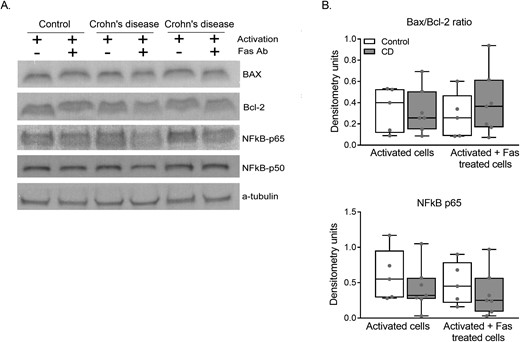 (A) Immunoblotting for Bax, bcl-2, and NF-kB extracts of activated and activated plus Fas-treated purified lymphocytes. (B) Densitometry results of immunoblot images normalized with a-tubulin. Data from five controls and seven patients with CD. Results are expressed in a box and whiskers plot with the median and individual data points.
