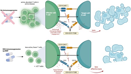 The potential effect of immunosuppressive treatments on T-cell effector function. Mycophenolate mofetil (MMF) as per the bottom panel, results in fewer T cells to serve as effector cells for therapies such as CD19 TCE and CD19 CAR T cells. MMF can directly reduce the number of T cells and impair their activation and reduce their cytotoxicity against target B cells with lower release of perforin and granzyme molecules. Image created using Biorender.com