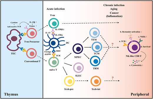 Differentiation model of NK-like CD8 T cells. In the thymus, the combined effects of high cytokine levels and modestly self-reactive TCR signaling lead CD8 single-positive (SP) T cells to upregulate Eomes and IL-15Rβ expression, permitting their cytokine-driven differentiation into virtual memory T-cell (TVM) precursors. In the periphery, conventional naive cytotoxic T lymphocytes differentiate into different subsets upon acute antigen exposure. However, the inflammatory environment created by aging and sustained antigen exposure together with the presence of cytokines generates NK-like CD8 T cells and drives the TVM maturation.