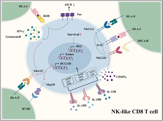 Natural killer-associated receptors expressed on NK-like CD8 T cells. The IL-15 signaling pathways trigger NK-cell-like reprogramming and induce the upregulation of functional NKRs. Inhibitory NKRs can inhibit activation-induced cell death and repress TCR activation. The ligations of activating NKRs, including NKG2D, NKG2C, and NKp30, increase the production of IFN-γ and multiple cytotoxicity granules, such as granzymes, from NK-like CD8 T cells in a TCR-independent manner.